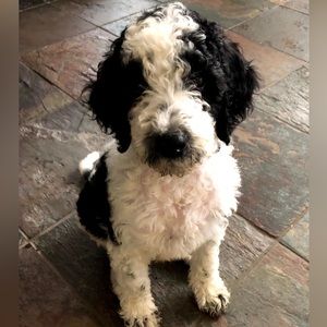 Meet your Posher, Gw